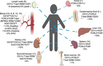 The development and function of CD11c+ atypical B cells - insights from single cell analysis